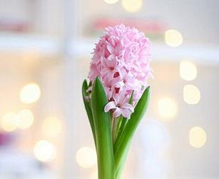 关于你真的需要嫁人吗的本科论文范文