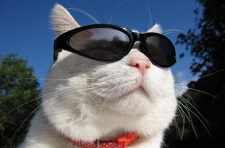 当当书城网上书店_3g书城 作者收入