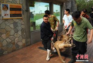 4月29日,成都动物园两只非洲母狮搬入狮虎苑,因三只狮子